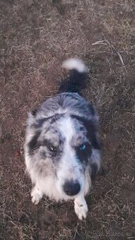 Border kolia blue merle