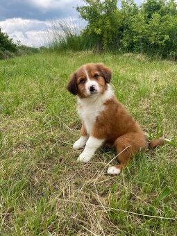 Australsky Ovciak x Border Kolia