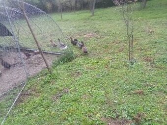 Predám Ruánských káčerov  aj kacice