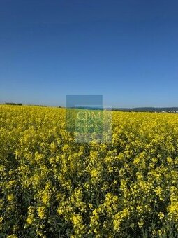 Ponúkam na predaj stavebný pozemok v Chorvátskom Grobe 800 m