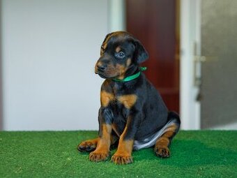 DOBERMAN ŠTENIATKA S FCI PP