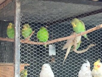 Predám andulky a korely s klietkou