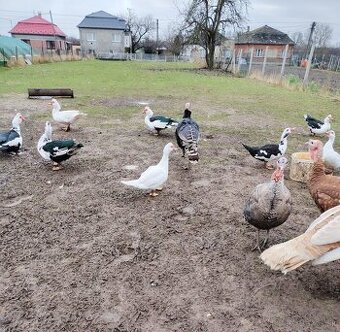 Kačky kačice pižmove