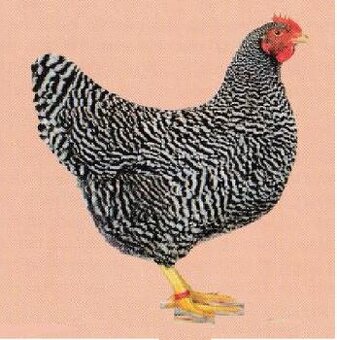 Predám násadové vajcia Amroksky pásikovej.