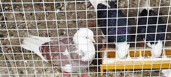 Birminghamske Kotrmeliaky