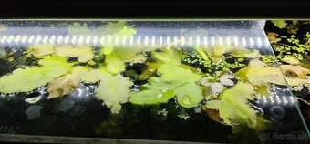 vymenim plavajucu rastlinu