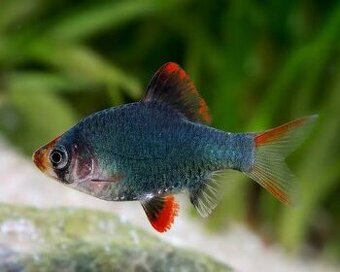 ‼️ Tetrazona Green ‼️