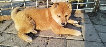 Shiba inu