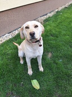 Labrador-Retriever