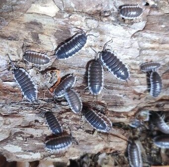 Porcellio sp. sevilla