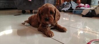Maltipoo Cavapoo GoldenDoodle