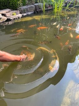 Kapre koi