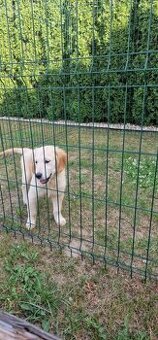 Zlatý retriever
