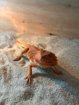 Agama Bradatá