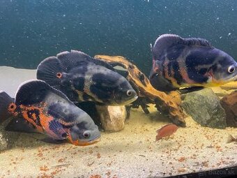 Astronotus ocellatus, Cich