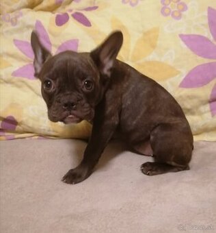 Voľné fenky čokoládové - Francúzsky buldoček