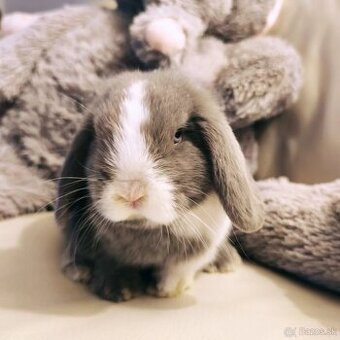 ❤️ Minilop ❤️ s VP chlapec Blue Split