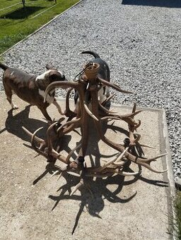 Luster parohy parożie zhody