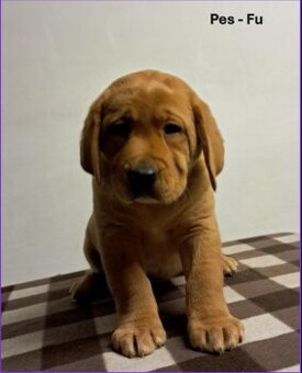 Labradorský retriever Fox Red s PP - 1