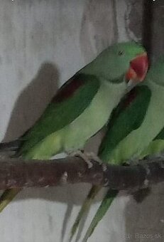 ALEXANDER VEĽKÝ štep.lutino