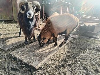 Kamerunske ovce/barany 2ks