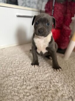 Americký stafordšírsky teriér