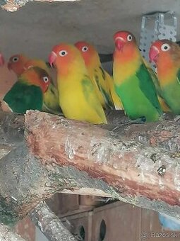 Agapornis Fisher 2024,možnost zostavit aj par.