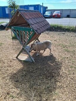 Predám mini ovečku, barančeka a mini kozičku