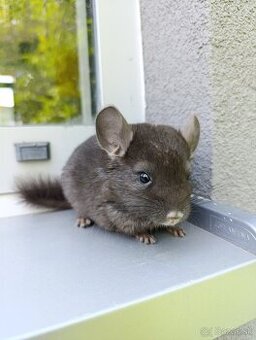 Dark ebony avc/sc/cc činčilka