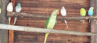 Kakarik