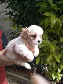 Cavalier Maltezak