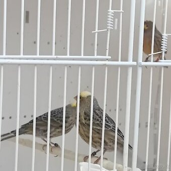 Predam kanarikov lizard