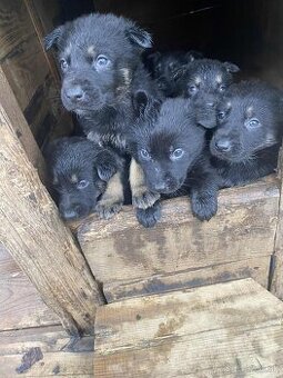 Nemecký ovčiak šteniatka