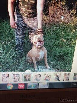 Predám American bully