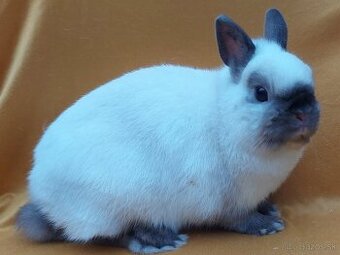 Zdrobnelé králiky s PP - 1