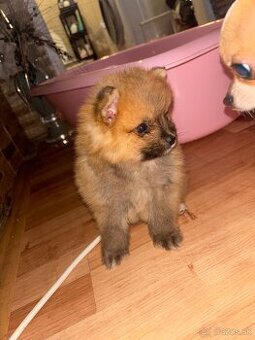 Velmi rad sa hraje zos labkami ma velmi rad deti