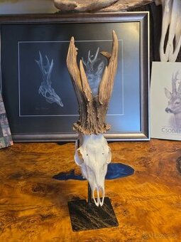 Predám trofej rekordného raritného srnca z Talianska