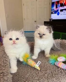 Mačiatka plemena Ragdoll