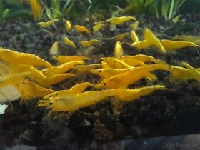 Krevetky neocaridina davidi yellow