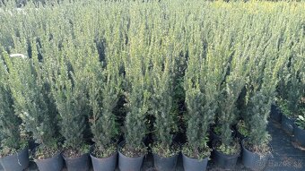 Tis, Taxus, červienka tuja-Nitra a okolie