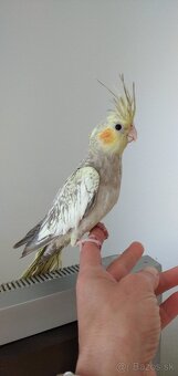 Korela