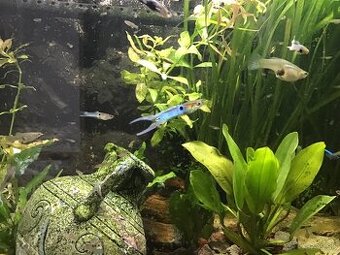 Endlerky japan blue
