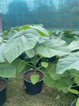 Paulownia Tomentosa rýchlorastúci strom