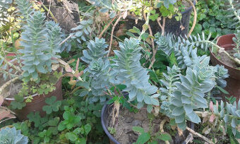 Euphorbia polychroma