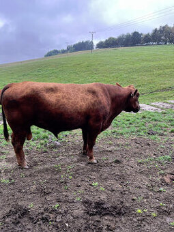 Plemenný býk Aberdeen angus red