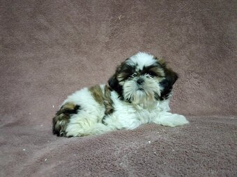 Shi_tzu, shitzu, šitzu, sicu, šicu, šizu