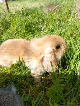 Zakrsly zajačik kralik minilop