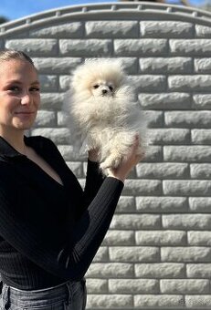 Boo Pomeranian-pôvod Taiwan a Rusko