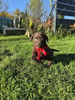 Šteniatka labrador a hnedá suka IHNEĎ