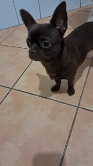 Čivava krátkosrstá